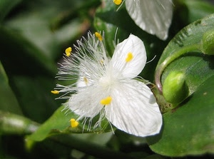 bianco, verde, pistilli, petali, foglie, fiore, giallo, natura, fiori, piante, cappero, corolla, stami