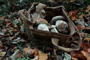 foglie, funghi, borsa, autunno, porcini, marrone, bosco, sottobosco, verde, cibo, sacca, natura