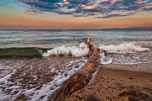 mare, tronco, onda, spiaggia, tramonto, sabbia, ramo, cielo, orizzonte