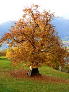 albero, autunno, foglie, prato, giallo, verde, rami