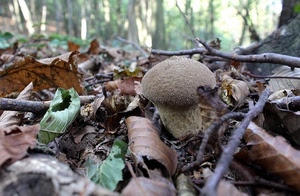 foglie, fungo, rami, bosco, autunno, marrone, alberi