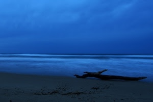 mare, spiaggia, tronco, blu, sabbia, notte, cielo, acqua, ramo
