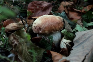 foglie, fungo, cappella, marrone, verde, porcino, bosco, autunno, funghi, porcini, gambo, bianco