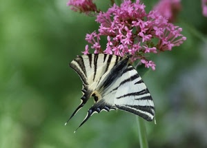 farfalla, fiore, ali, rosa, verde, fiori, bianco, viola, macro