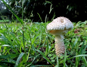 verde, fungo, erba, bianco, prato, gambo, campo, fili, foglie, natura, cappello