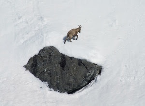 neve, roccia, montagna, inverno, bianco, stambecco, animale, camoscio, corna, animali
