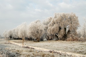 alberi, neve, inverno, bianco, brina, prato, cielo, ghiaccio, pianura