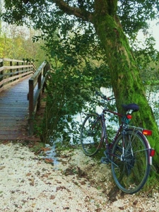 albero, ponte, bicicletta, verde, fiume, muschio, acqua, foglie