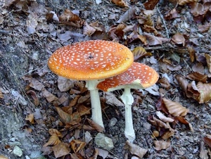 funghi, foglie, due, autunno, bosco, gambi, cappella, bianco, arancione, rosso