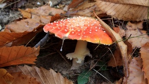 foglie, fungo, rosso, autunno, bosco, gambo, marrone, velenoso