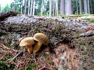 funghi, bosco, tronco, due, alberi, terra, autunno, legno
