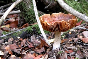 fungo, foglie, gambo, lamelle, rami, autunno, sottobosco, cappella, erba, verde, muschio