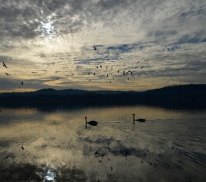 uccelli, cigni, nuvole, lago, acqua, mare, cielo, riflessi, riflesso