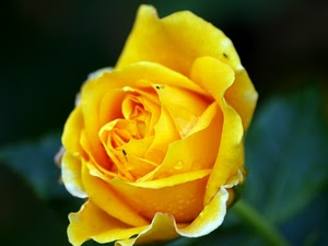 rosa, giallo, fiore, petali, insetti, gialla, gocce