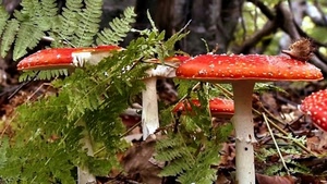 verde, funghi, felci, rosso, foglie, bosco, gambi, bianco, natura, fungo, cappelle, rami, erba, velenosi, gambo