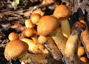 funghi, bosco, gambo, autunno, cappella, cappelle, marrone, foglie, terra