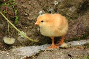 pulcino, giallo, becco, zampe, piume, uccello, piccolo, animali