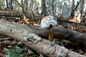 foglie, fungo, bosco, tronchi, tronco, alberi, rami, funghi, legno, autunno