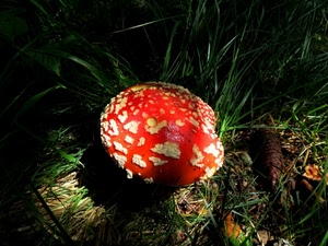 erba, rosso, fungo, pigna, sottobosco, verde, velenoso, bosco, bianco