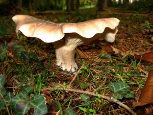 foglie, fungo, bosco, erba, autunno, verde, edera