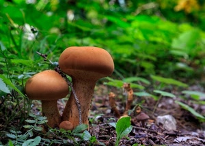 funghi, verde, marrone, erba, foglie, sottobosco, bosco, due, tre, cibo, rami, sfocato, piante