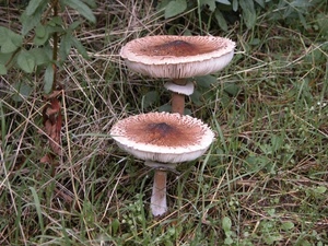 funghi, erba, due, foglie, verde, marrone, prato