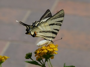 farfalla, giallo, fiore, ali, macro, bianco