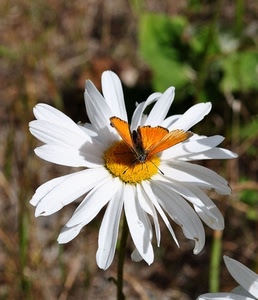 fiore, margherita, petali, farfalla, bianco, insetto