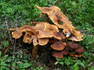 funghi, verde, erba, bosco, marrone, foglie, sottobosco, cappelle, autunno, cibo, natura