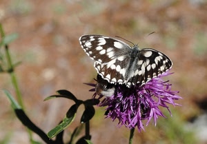 farfalla, fiore, ali, viola, insetto, verde, foglie
