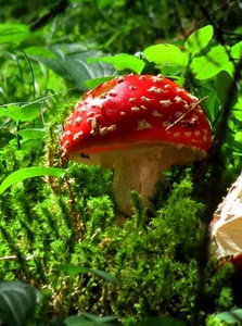 rosso, fungo, verde, foglie, cappella, erba, gambo, sottobosco, amanita, natura, cappello
