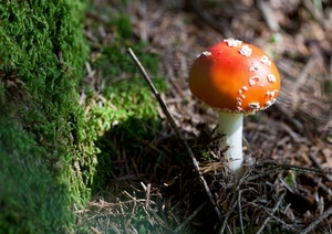 fungo, rosso, erba, verde, bosco, bianco, gambo, muschio, velenoso, arancio