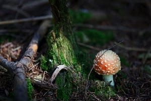 fungo, rosso, rami, bosco, sottobosco, erba, verde, velenoso, muschio, ramo, tronco