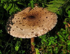 verde, fungo, gambo, cappella, erba, felci, felce, marrone, foglie, cappello, bosco