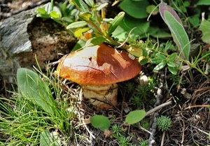 fungo, foglie, erba, verde, marrone, sottobosco, porcino, bosco