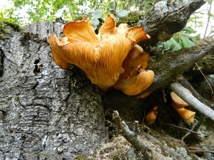 funghi, tronco, corteccia, giallo, rami, foglie, albero, verde, legno, fungo, bosco, natura