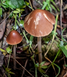 funghi, erba, marrone, foglie, due, sottobosco, gambo, verde, gambi, fungo