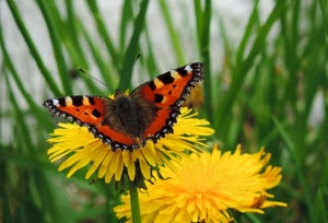 farfalla, fiori, giallo, ali, verde, natura, macro, insetto