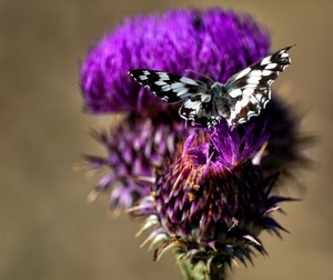 farfalla, viola, fiore, insetto, ali, macro, fiori