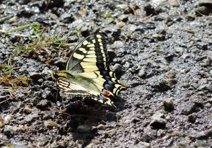 farfalla, ali, erba, terra, giallo, colori, insetto, sassi, grigio, macro