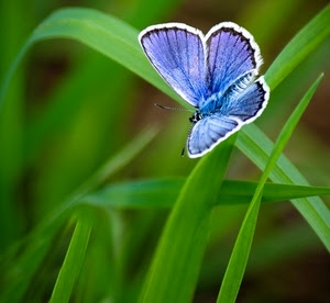 farfalla, verde, antenne, nero, bianco, ali, azzurro, erba, foglie, macro, viola, fili, azzurra, insetto