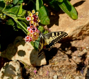 farfalla, ali, foglie, verde, fiori, insetto, ombra, giallo, sassi, nero, macro, pianta, fiore, fiorellini, zampe, ramo, natura