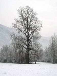 neve, albero, inverno, nebbia, alberi, montagna, bianco, rami, bosco