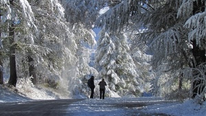 neve, alberi, inverno, persone, strada, bianco, uomini, bosco