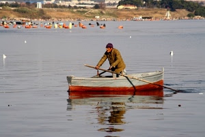 barca, remi, acqua, mare, lago, pescatore, riflesso, remare, gabbiani