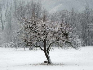 neve, inverno, albero, rami, alberi, bianco, prato, bosco, pianta