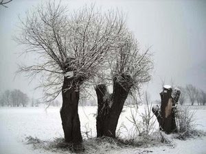 neve, alberi, inverno, bianco, tre, rami, tronchi, freddo, nebbia