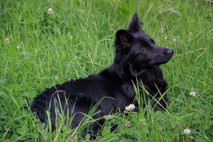 cane, nero, erba, verde, animale, prato, fiori, orecchie