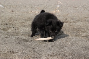 nero, cane, sabbia, cucciolo, occhi, animale, muso, legno, bastone, pelo