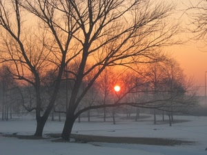 neve, tramonto, alberi, inverno, sole, rami, alba